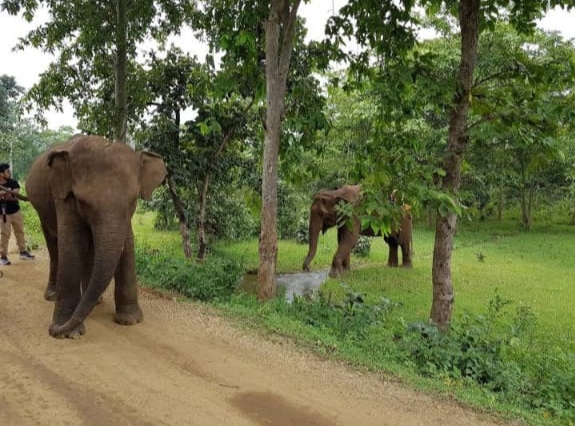 Dalma Wildlife Sanctuary