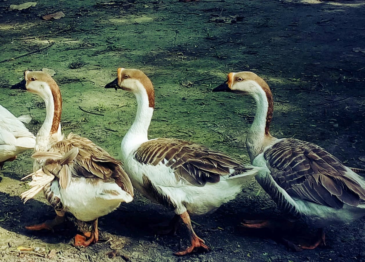 Indira Priyadarshini Park