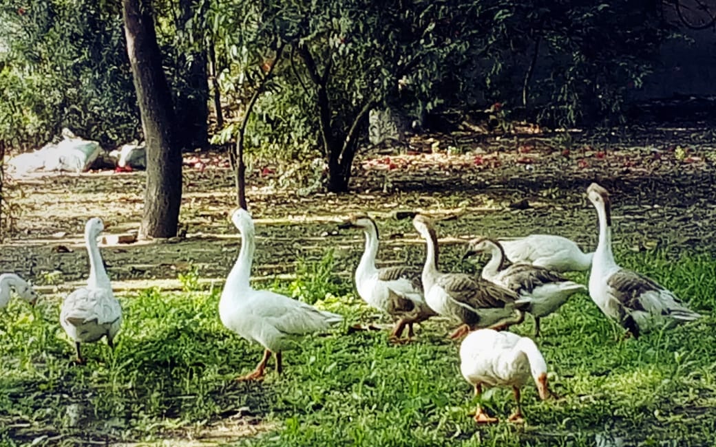 Indira Priyadarshini Park