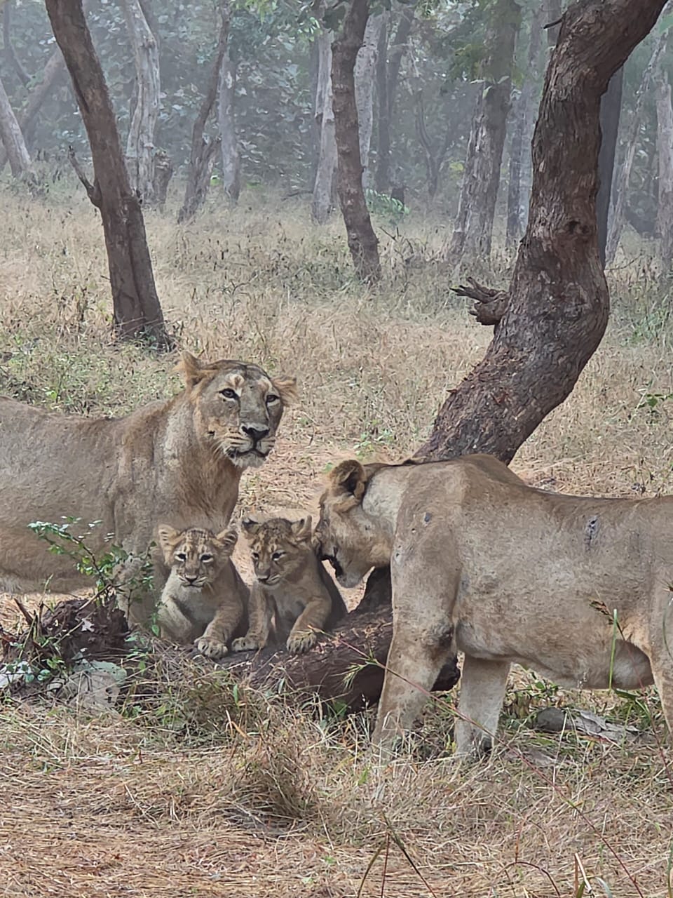 Sasan Gir National Park