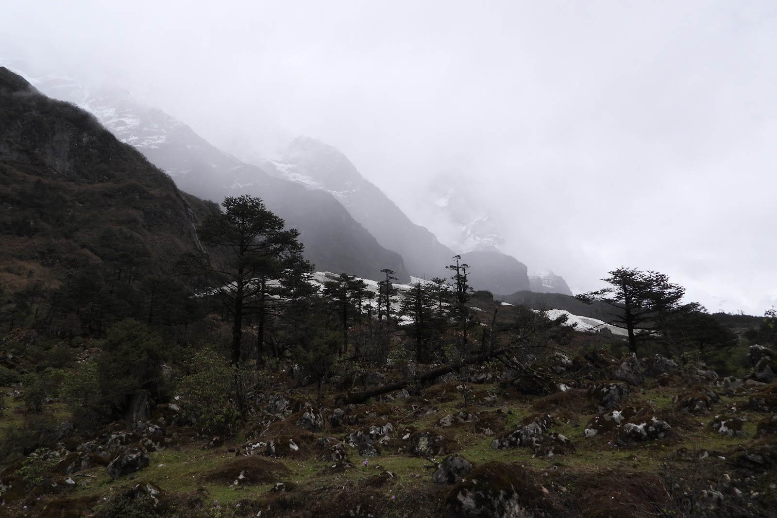 Yumthang Valley Shingba Rhododendron Sanctuary