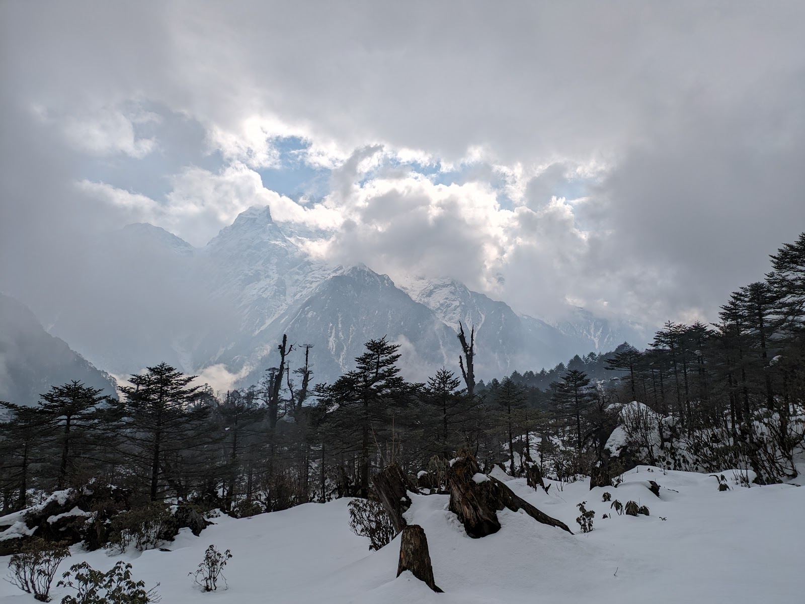 Yumthang Valley Shingba Rhododendron Sanctuary
