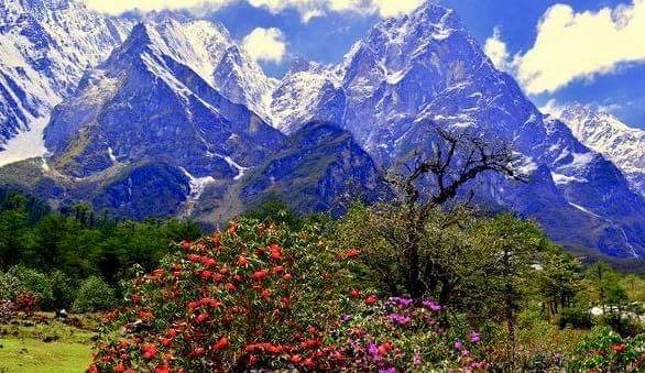 Yumthang Valley Shingba Rhododendron Sanctuary
