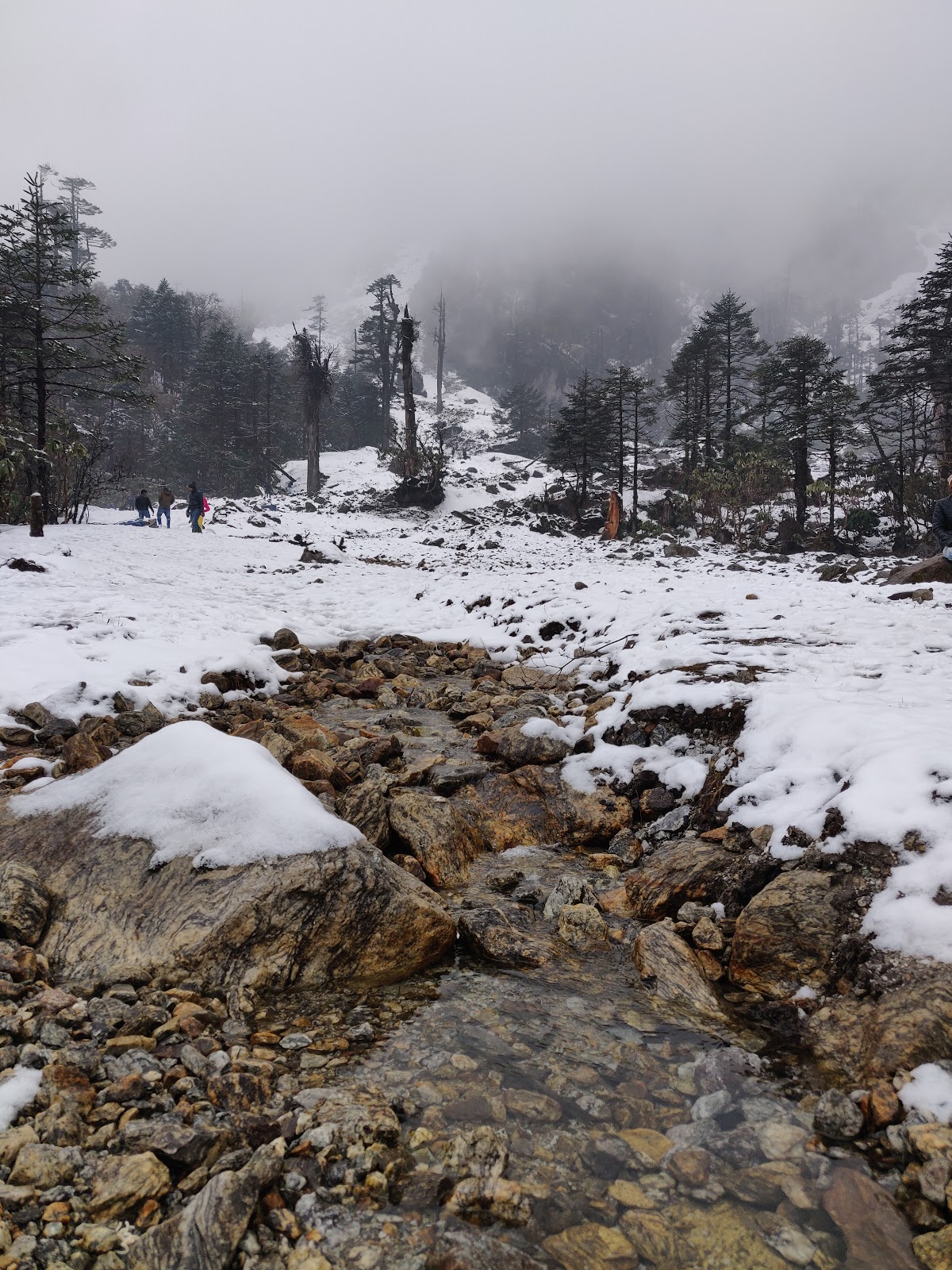 Yumthang Valley Shingba Rhododendron Sanctuary