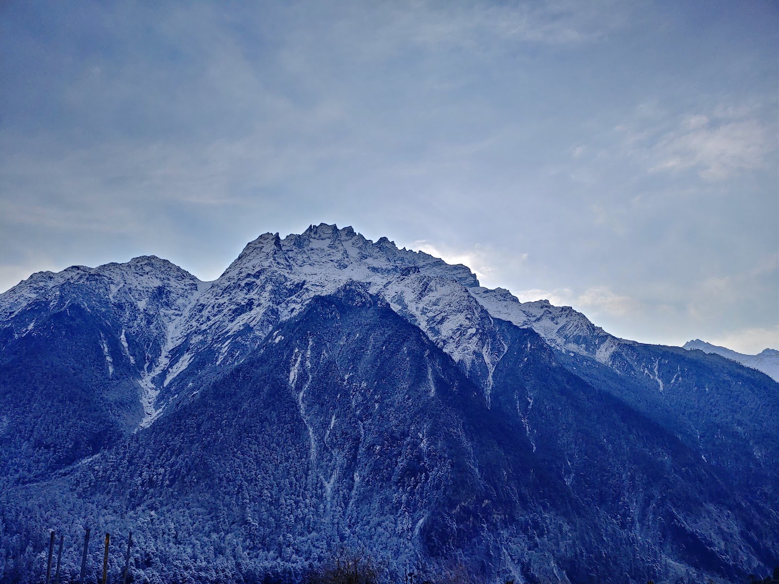 Yumthang Valley Shingba Rhododendron Sanctuary