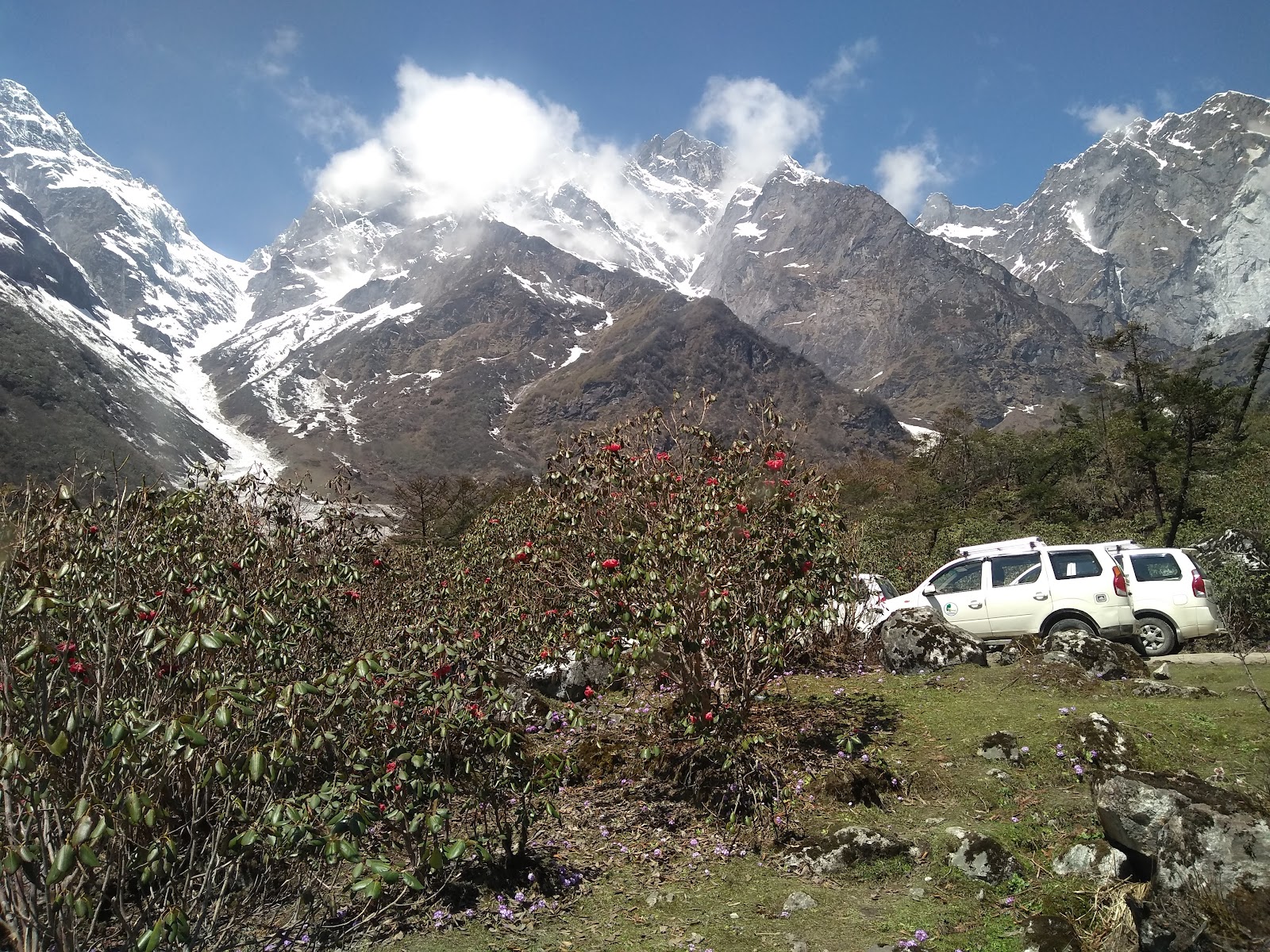 Yumthang Valley Shingba Rhododendron Sanctuary
