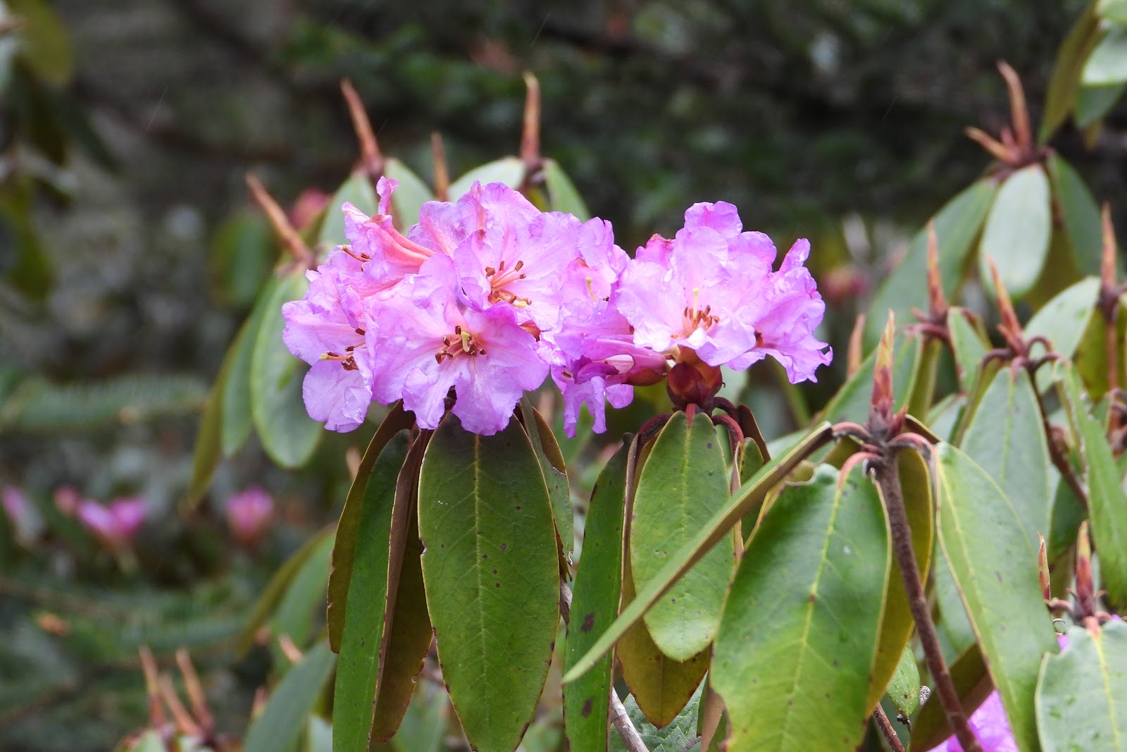 Yumthang Valley Shingba Rhododendron Sanctuary