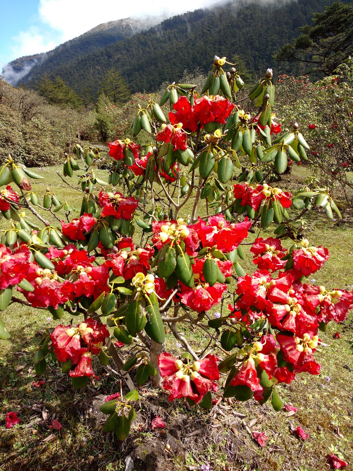 Yumthang Valley Shingba Rhododendron Sanctuary