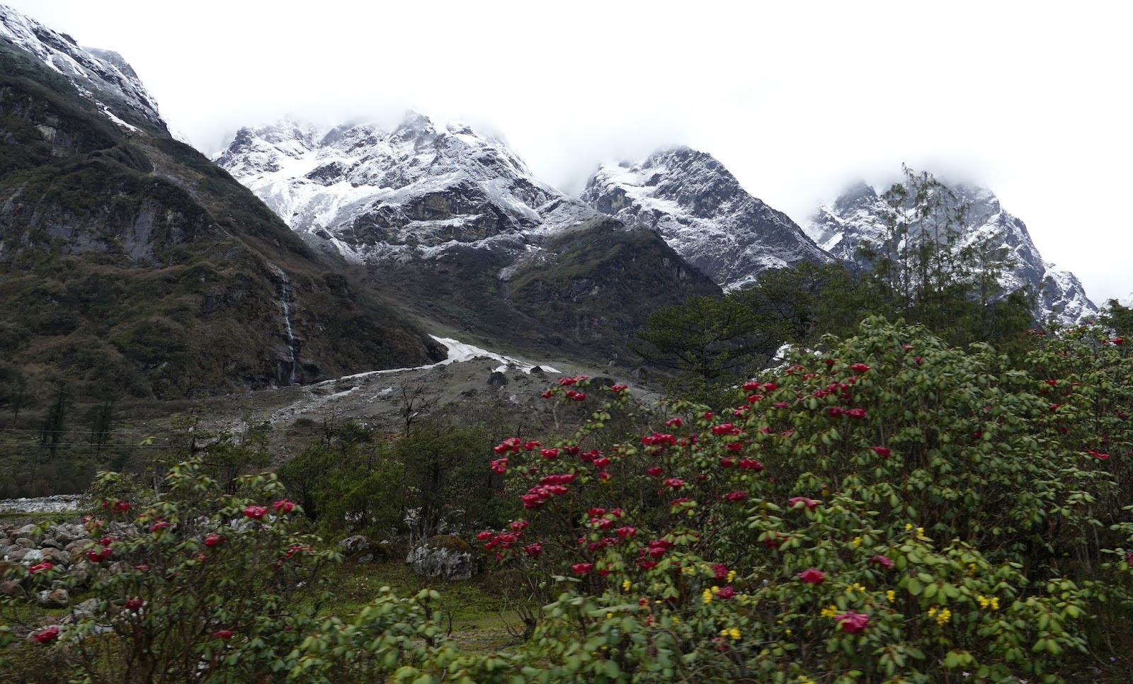 Yumthang Valley Shingba Rhododendron Sanctuary