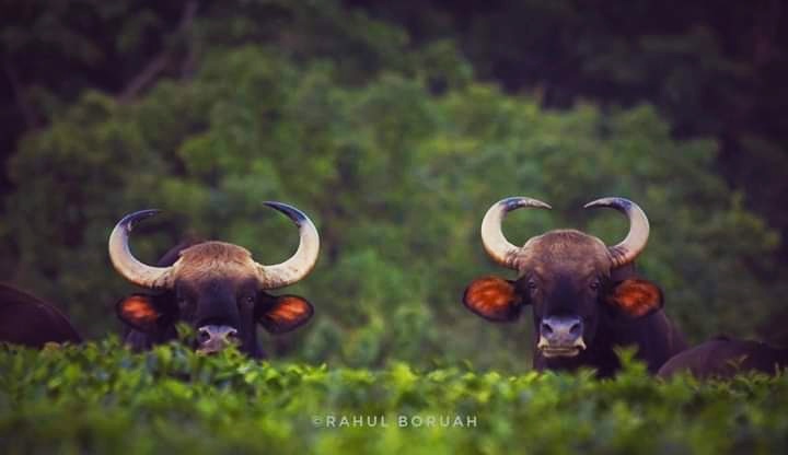 Nambor Wildlife Sanctuary