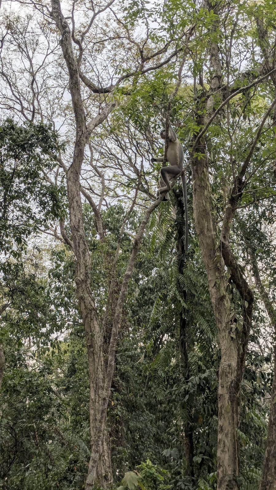 Nambor Wildlife Sanctuary