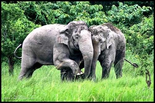 Nambor Wildlife Sanctuary