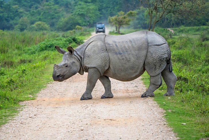 Kaziranga National Park