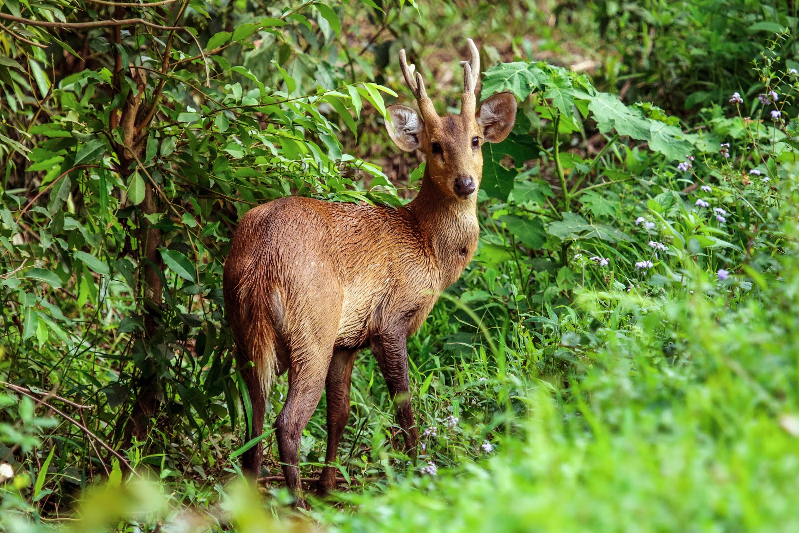 Kaziranga National Park