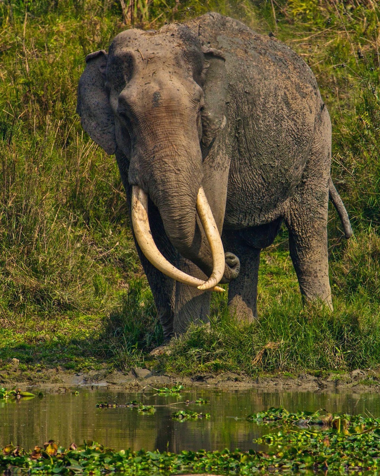 Kaziranga National Park