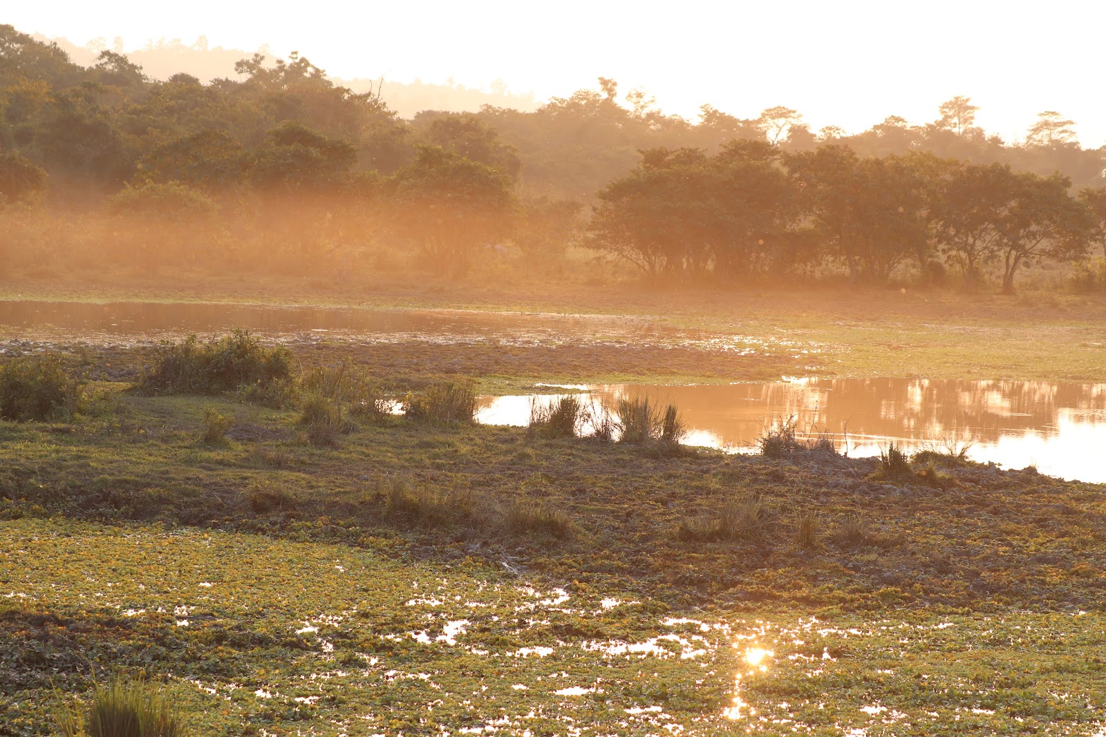 Kaziranga National Park