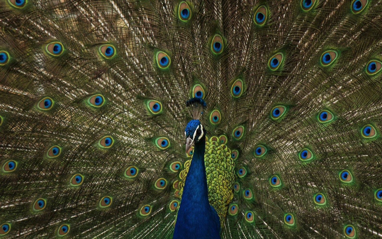 Amirthi Zoological Park