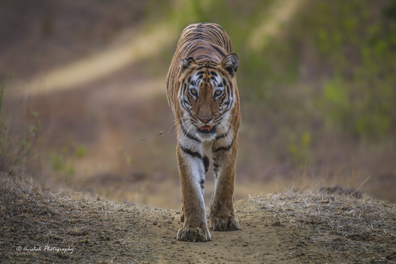Tadoba-Andhari Tiger Reserve