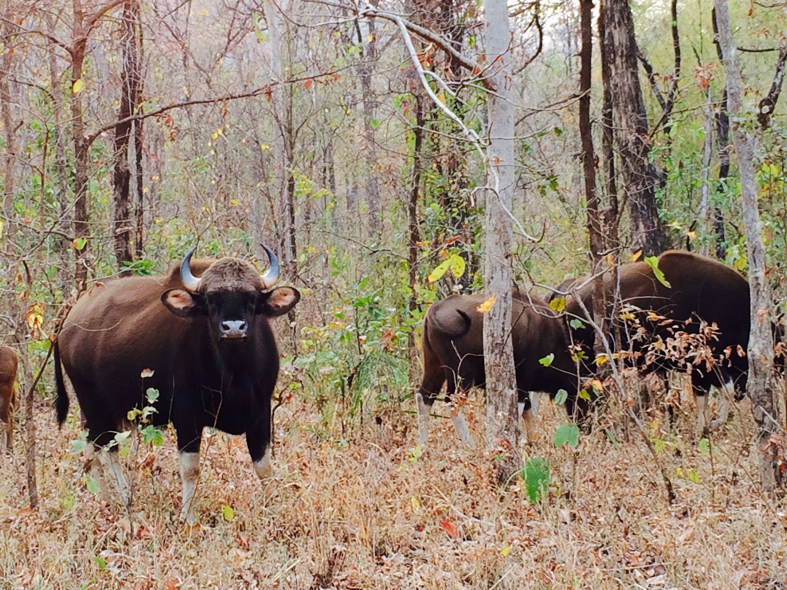 Nagzira Wildlife Sanctuary