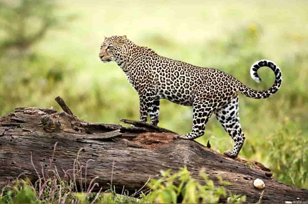 Nagzira Wildlife Sanctuary