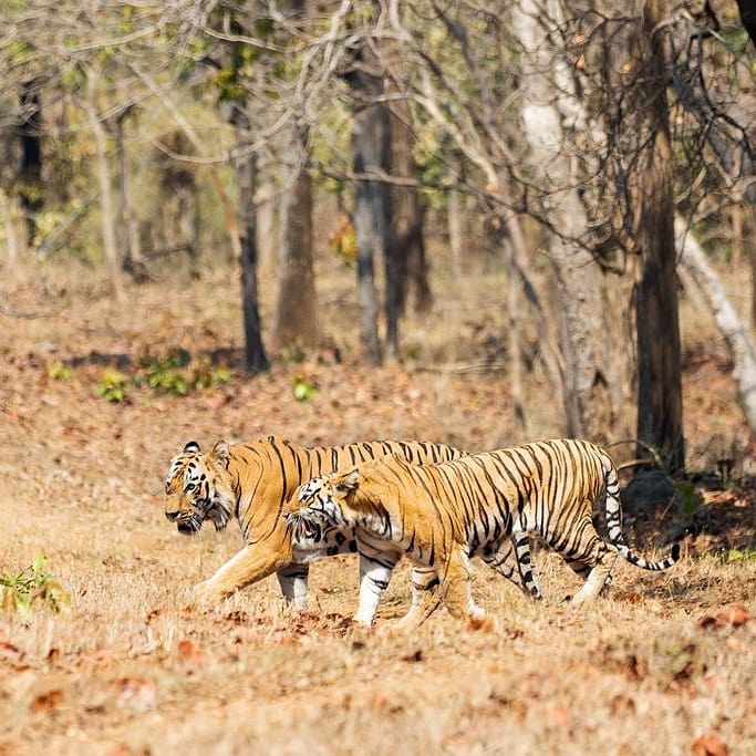 Nagzira Wildlife Sanctuary