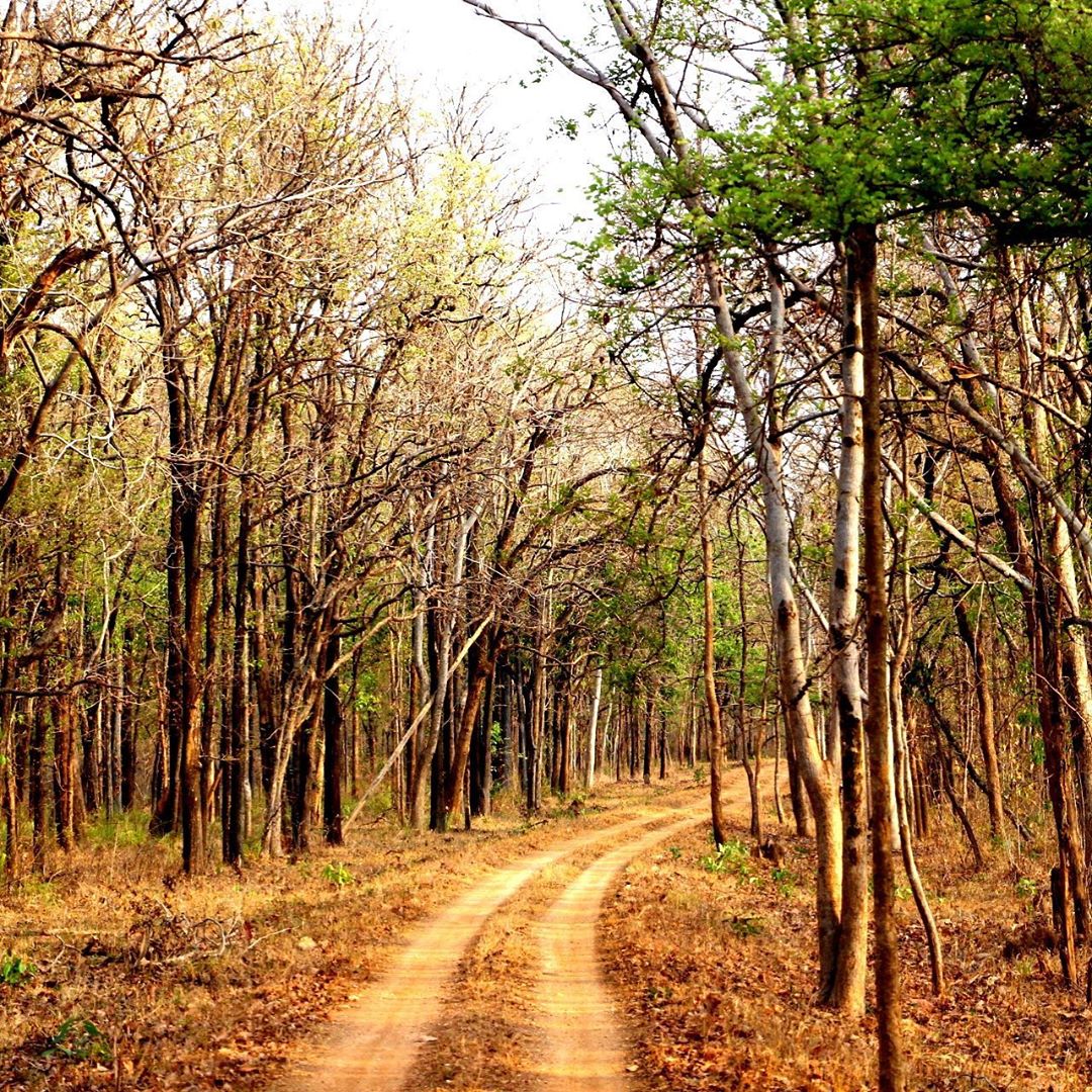 Nagzira Wildlife Sanctuary