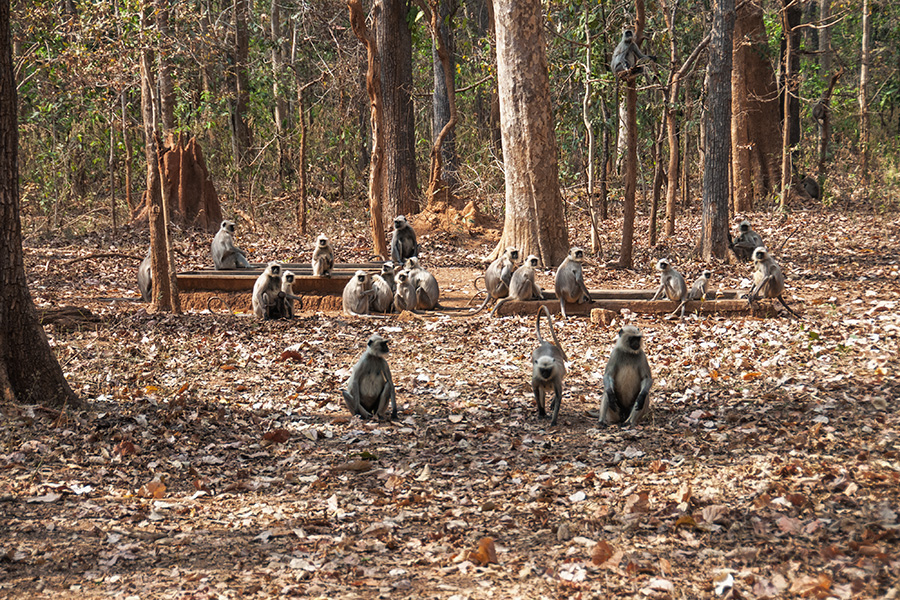 Nagzira Wildlife Sanctuary