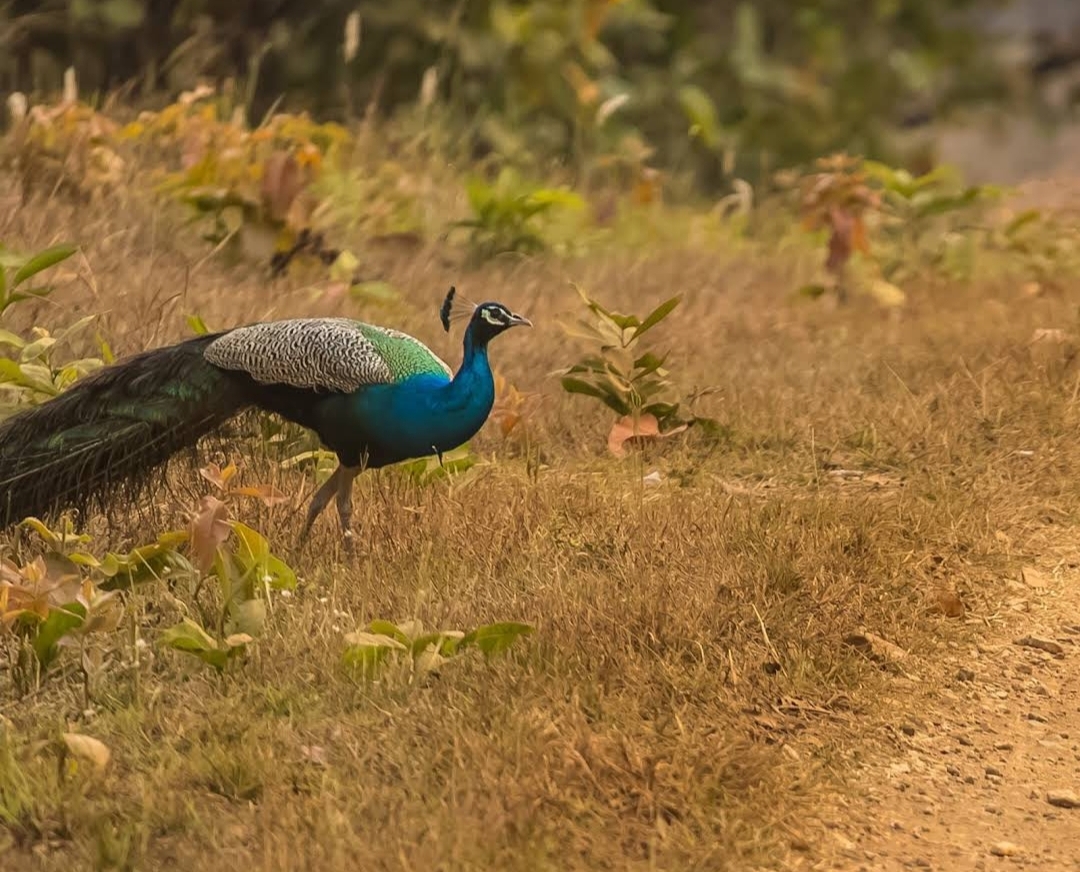 Nagzira Wildlife Sanctuary