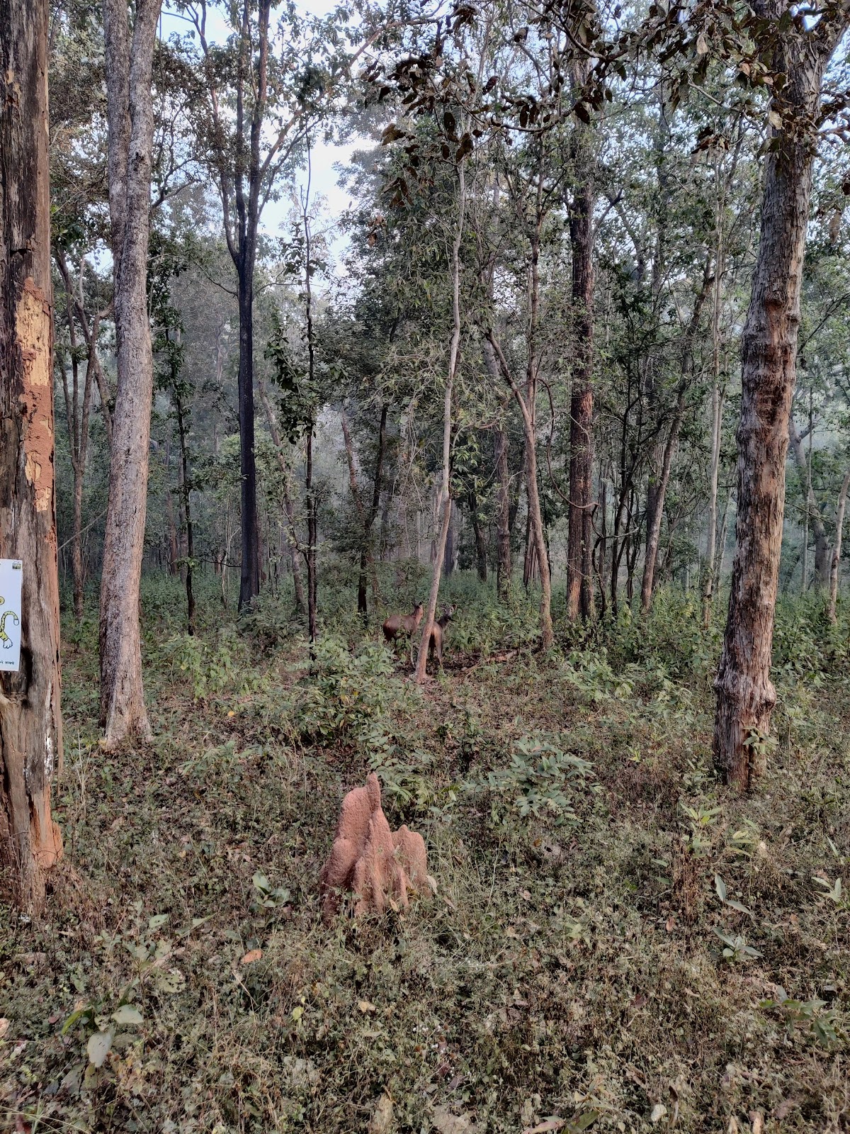 Nagzira Wildlife Sanctuary