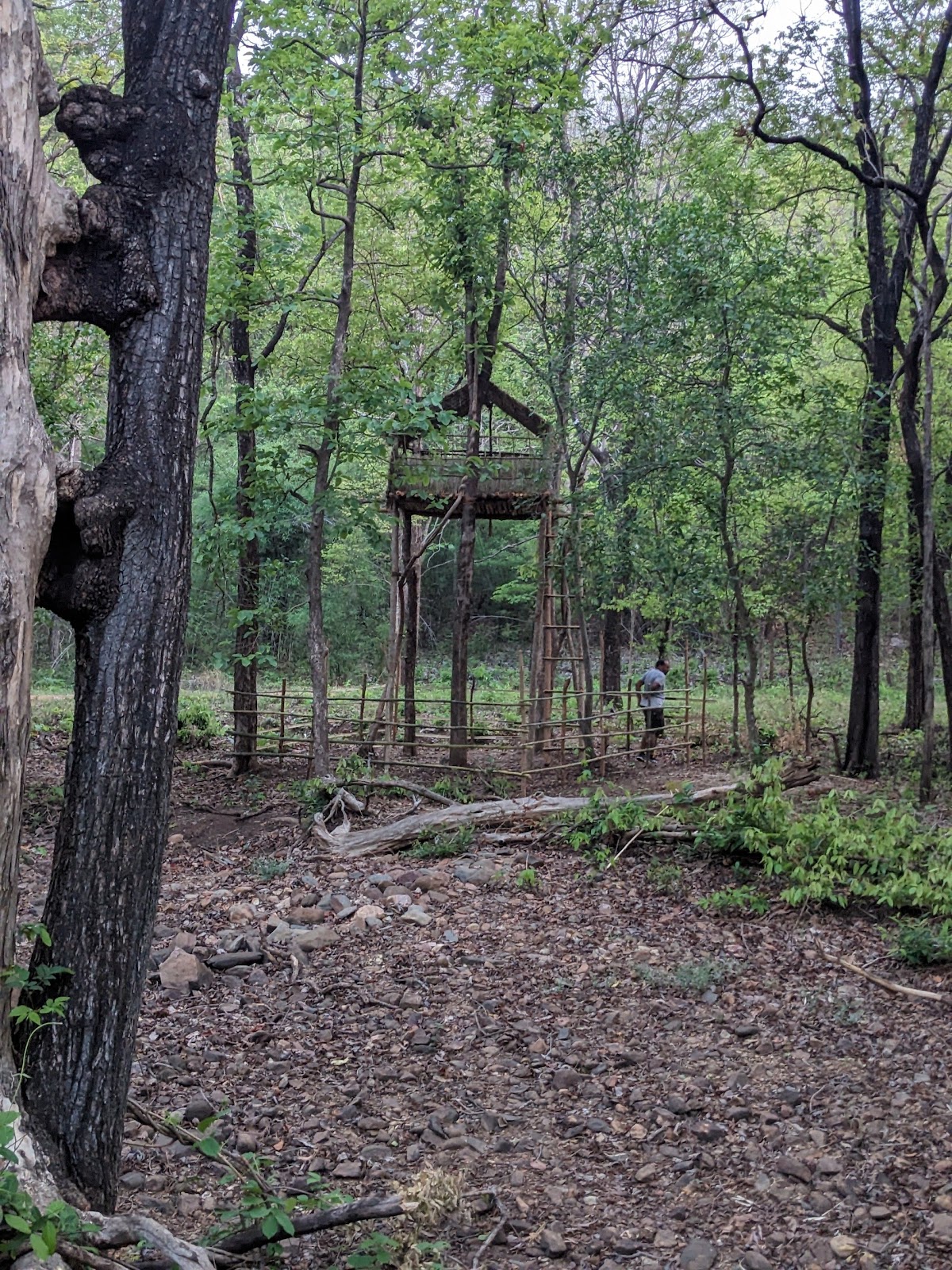 Navegaon National Park