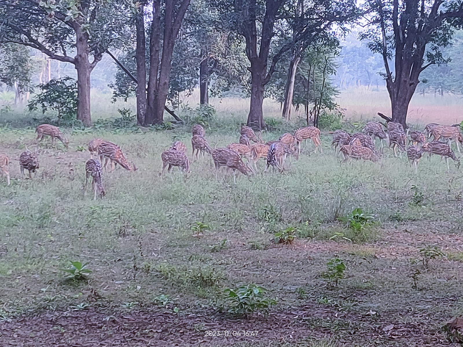Navegaon National Park