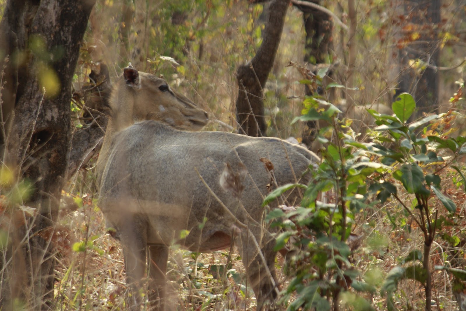 Navegaon National Park
