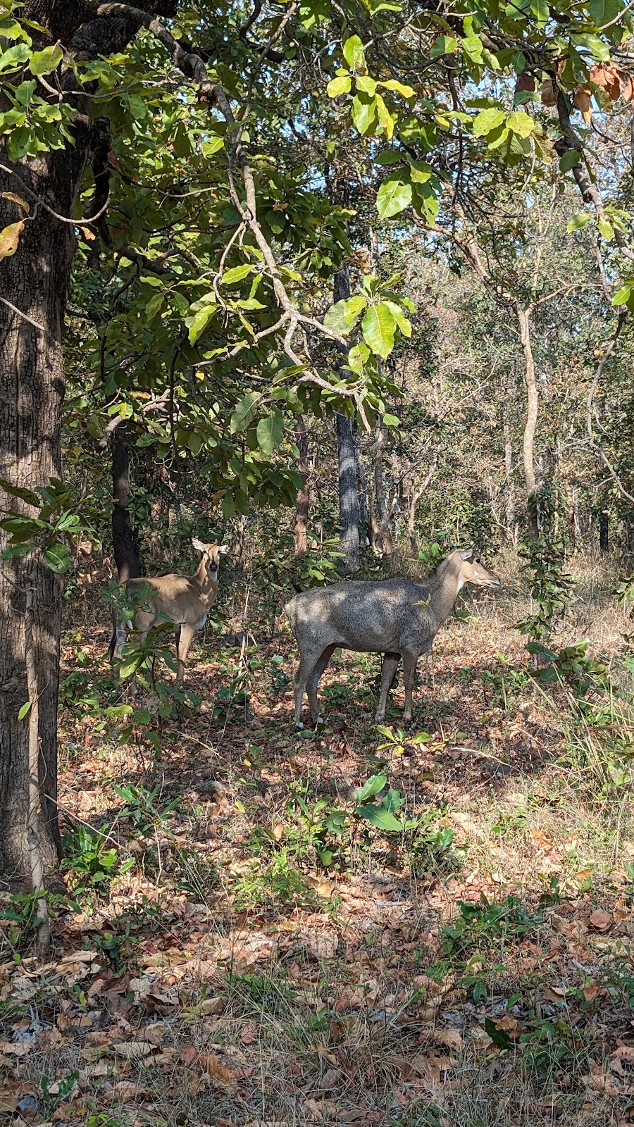 Navegaon National Park