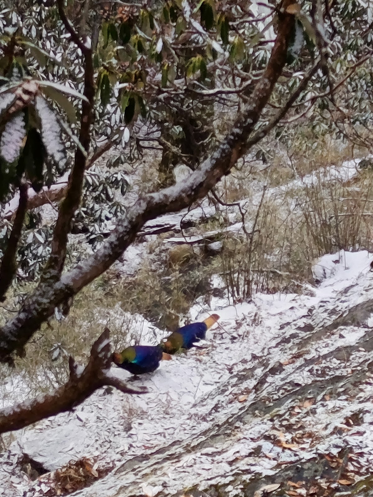 Tungnath Temple Chopta Uttarakhand India