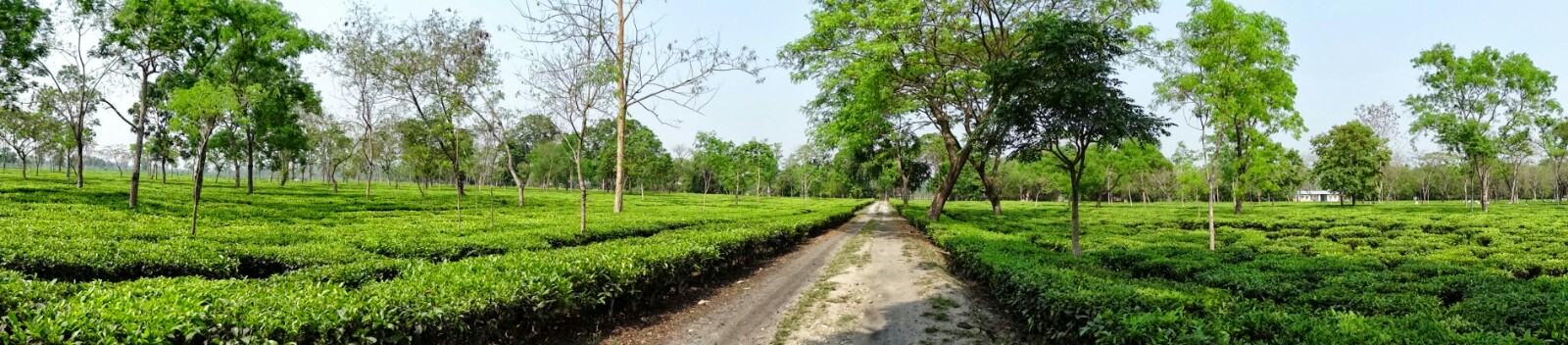 Gorumara Eco Village