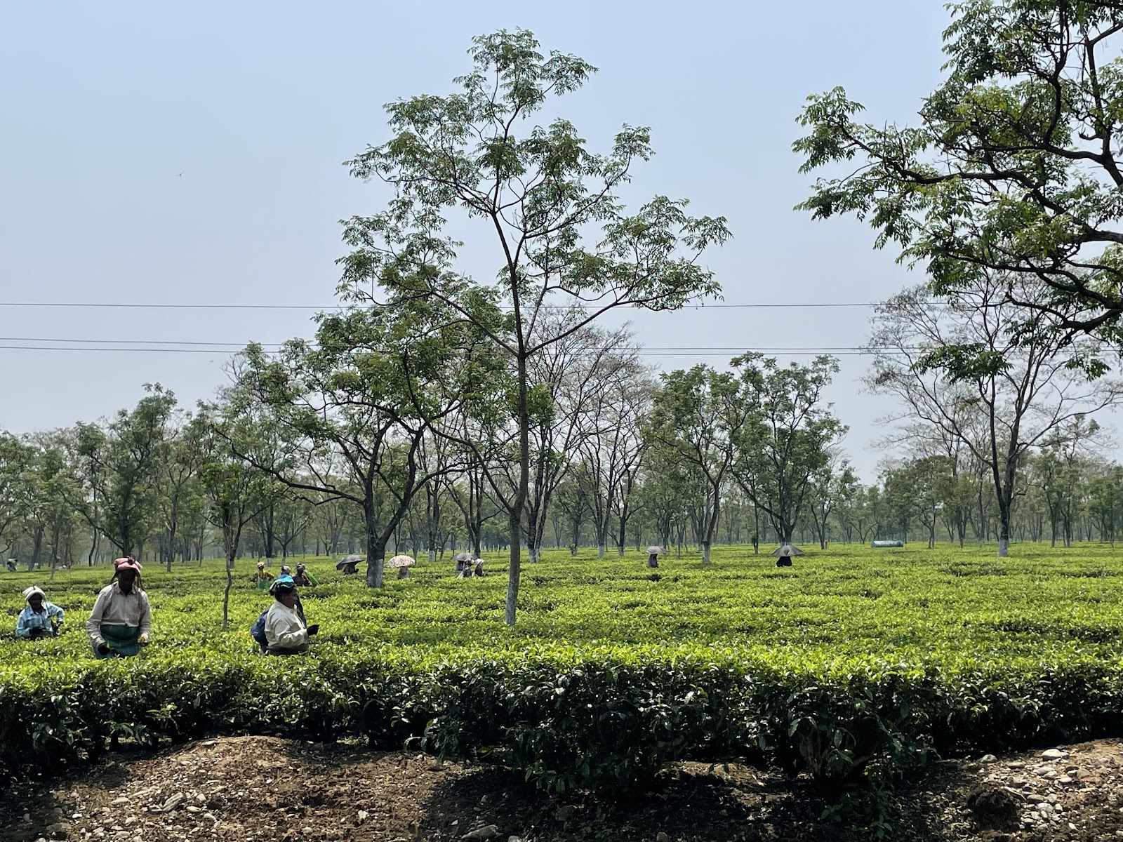 Gorumara Eco Village