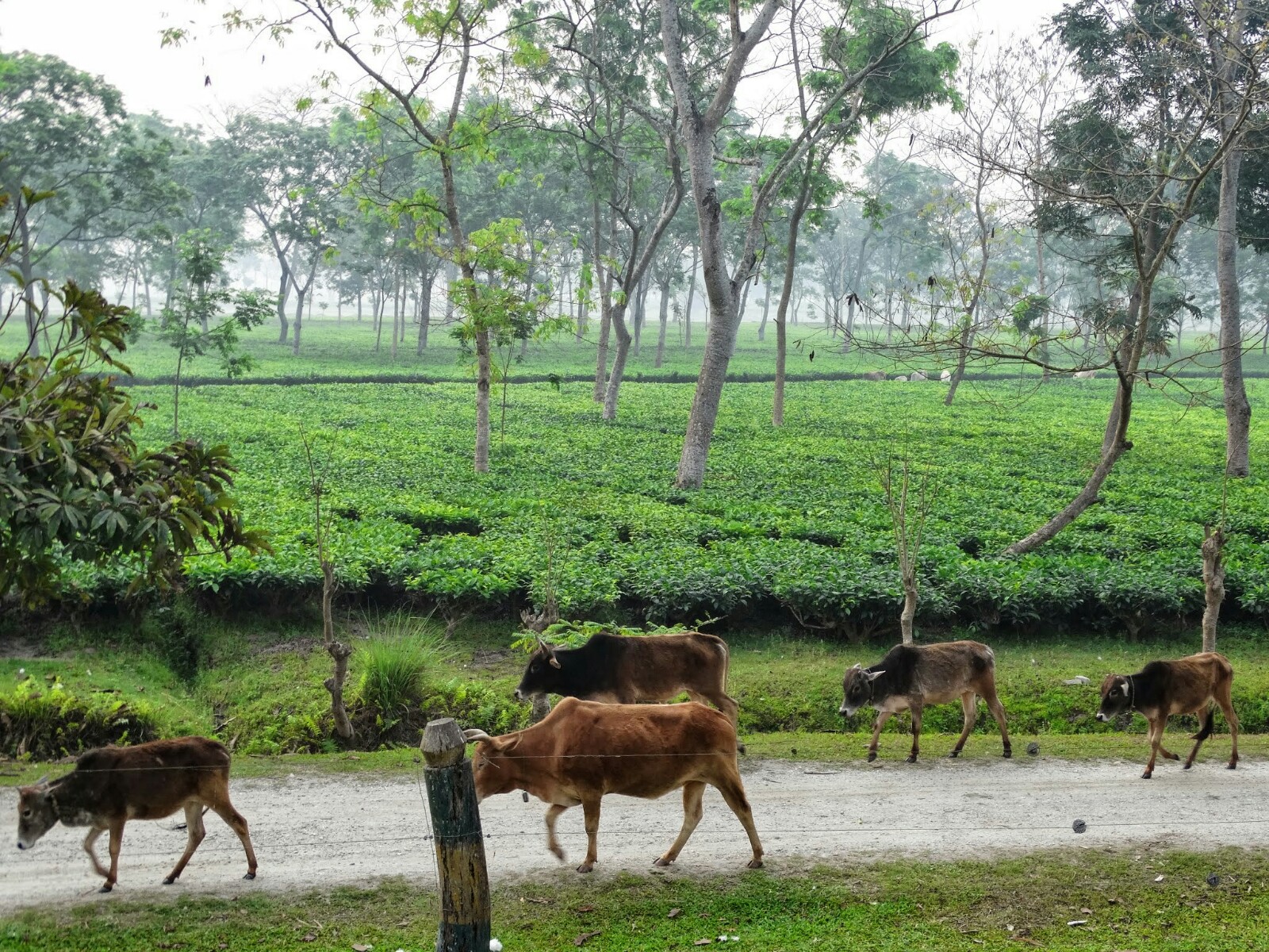 Gorumara Eco Village
