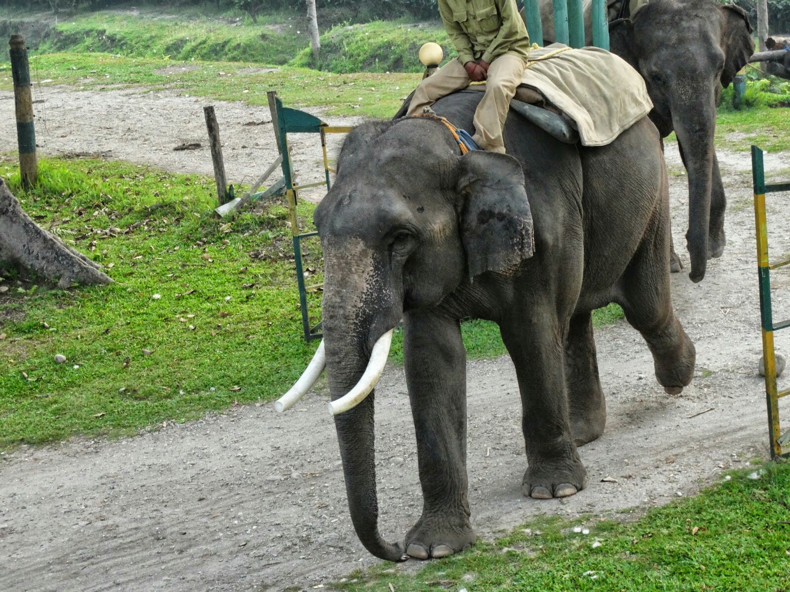 Gorumara Eco Village