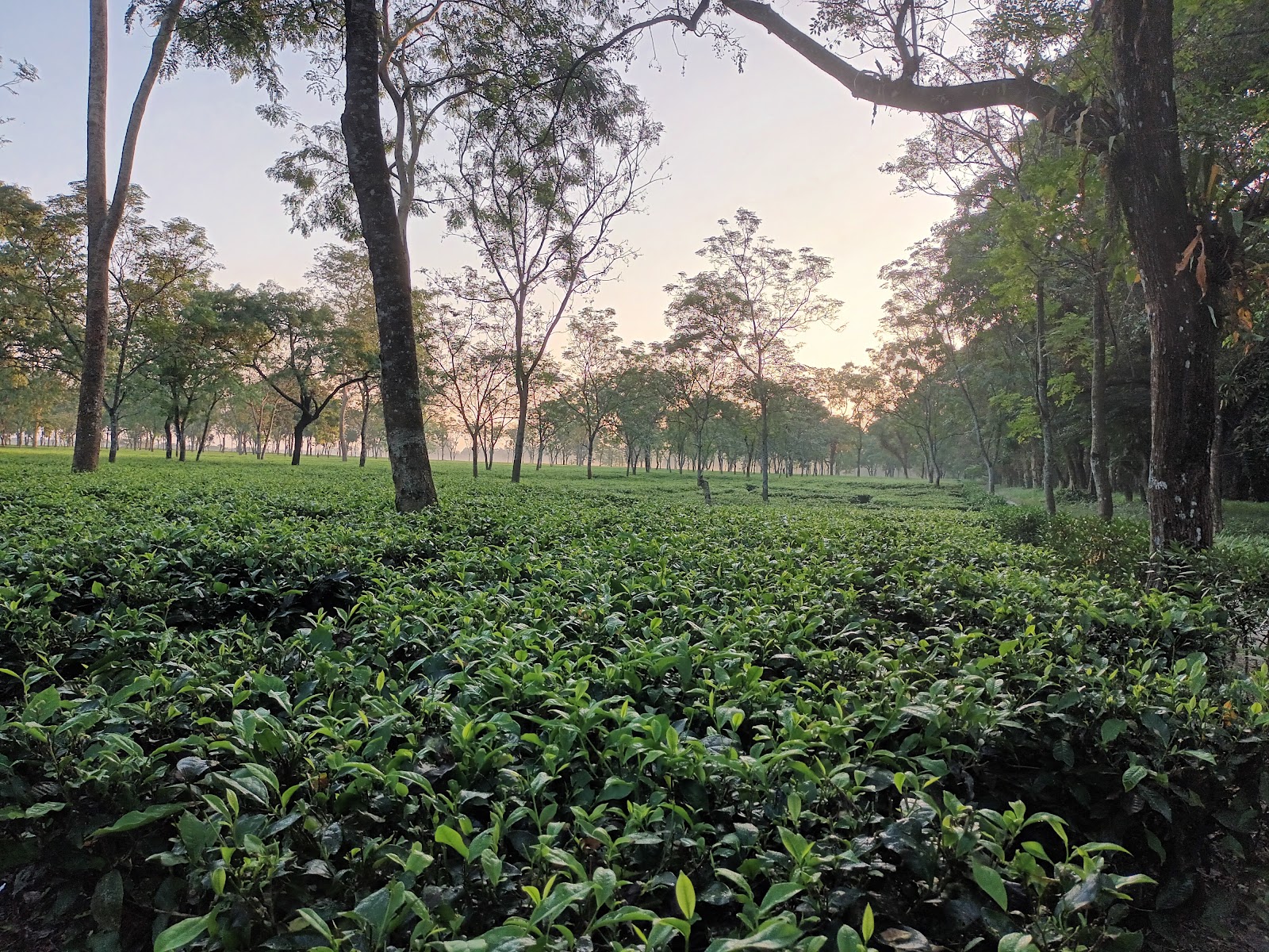 Jorpokhri Wildlife Sanctuary