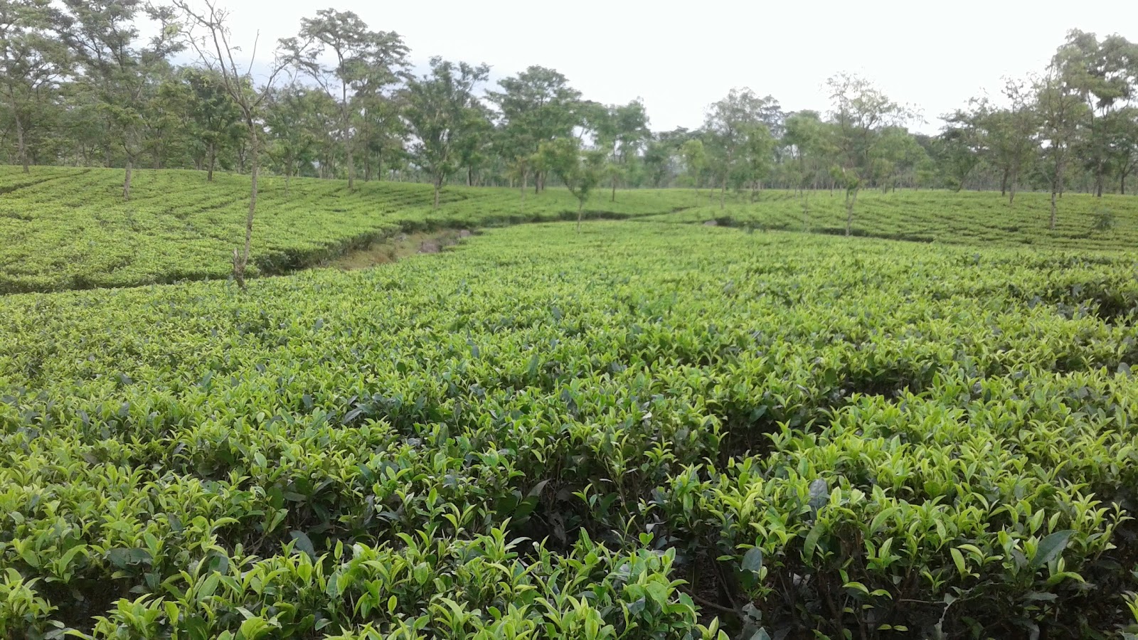 Samsing Tea Garden
