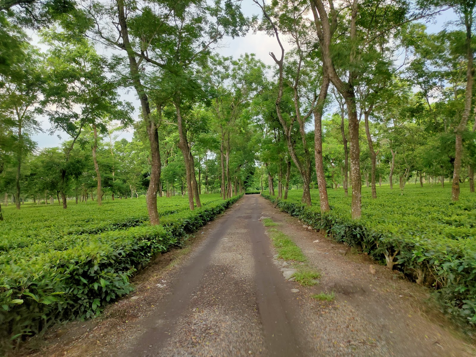 Tea Gardens