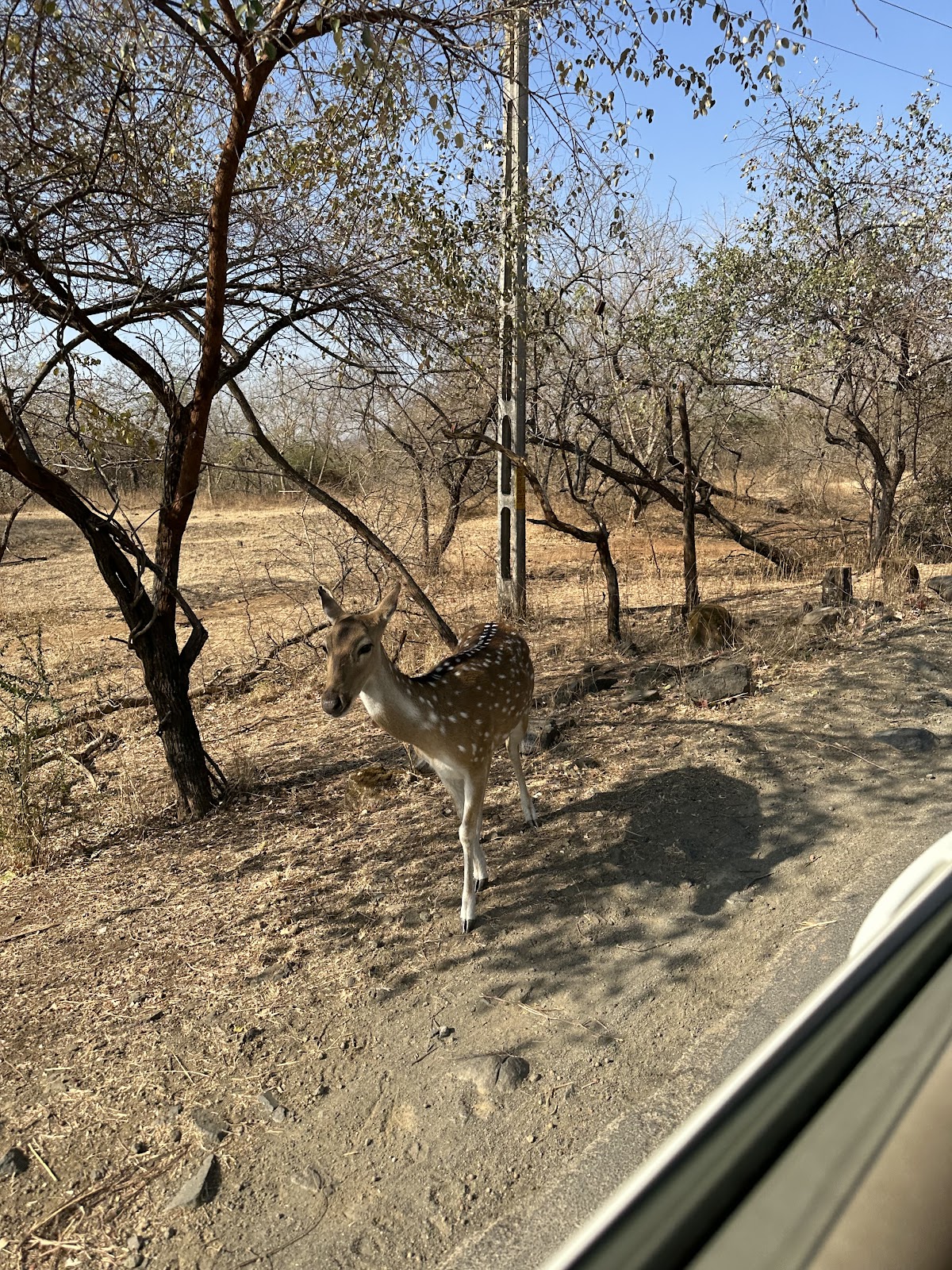 Gir National Park