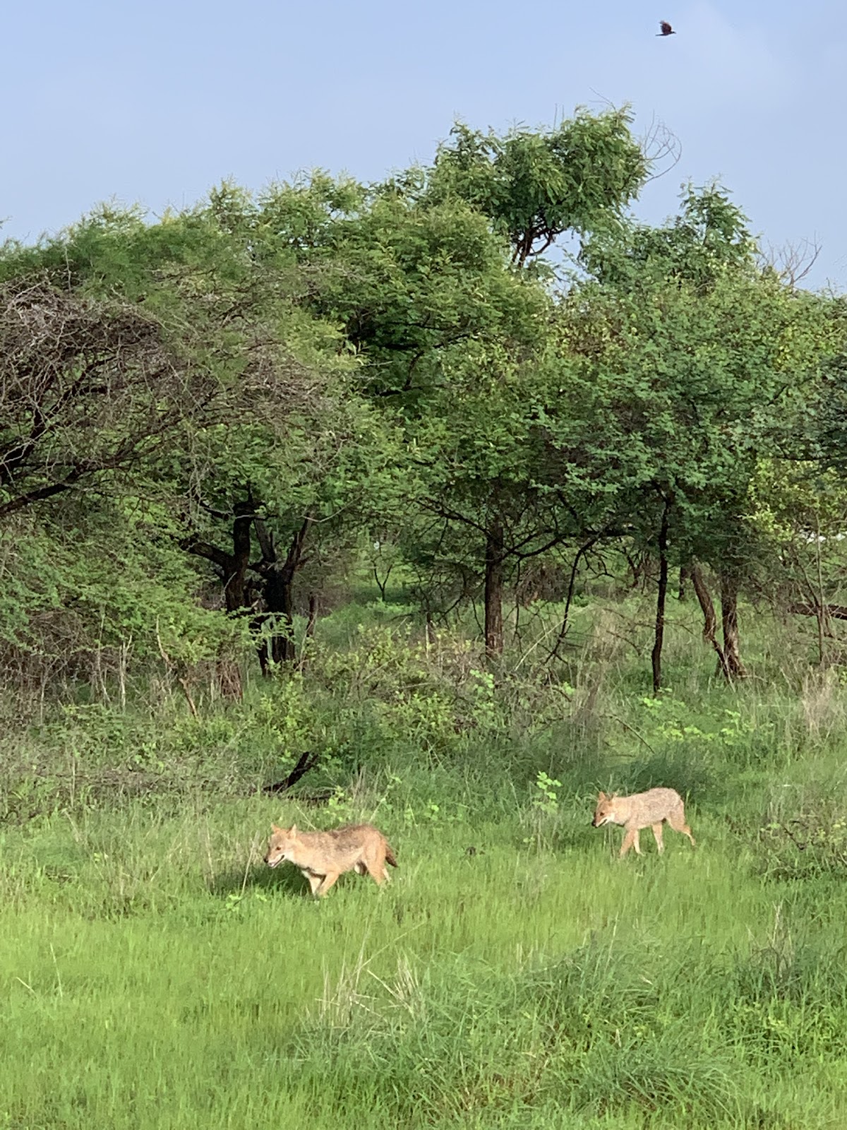 Gir National Park