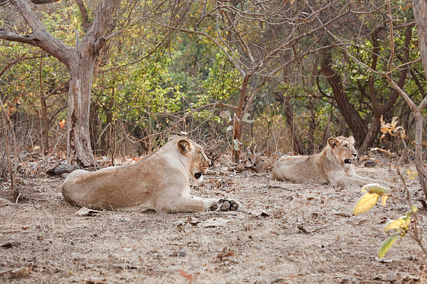 Gir National Park