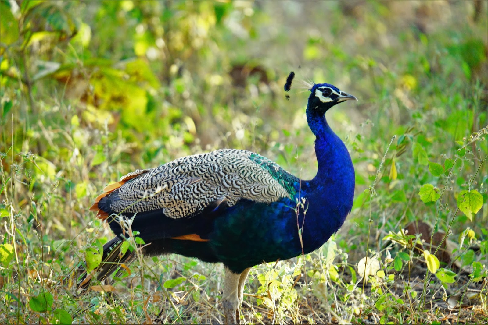 Gir National Park