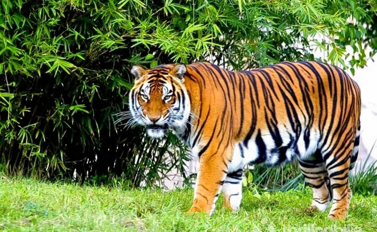 Gundlupet - Gateway to Bandipur National Park