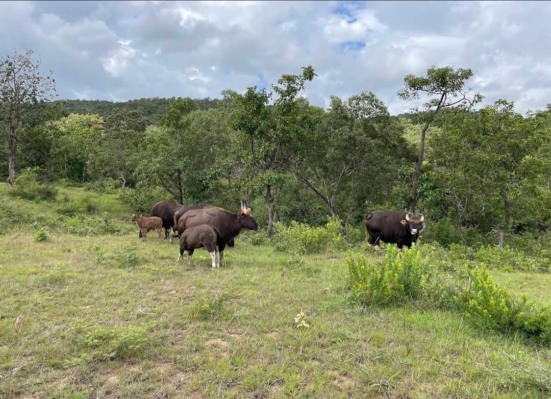 Bandipur National Park