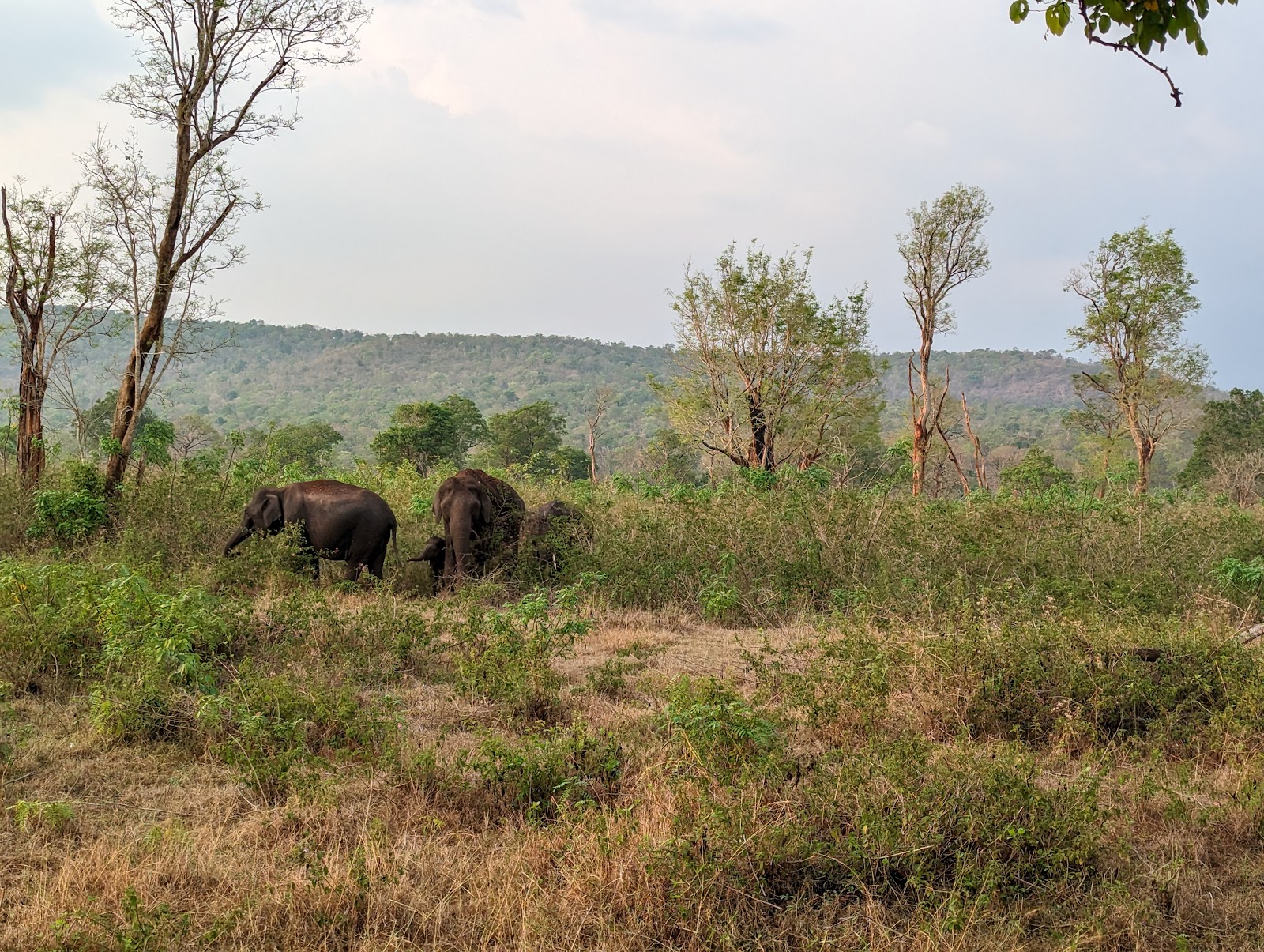 Bandipur National Park