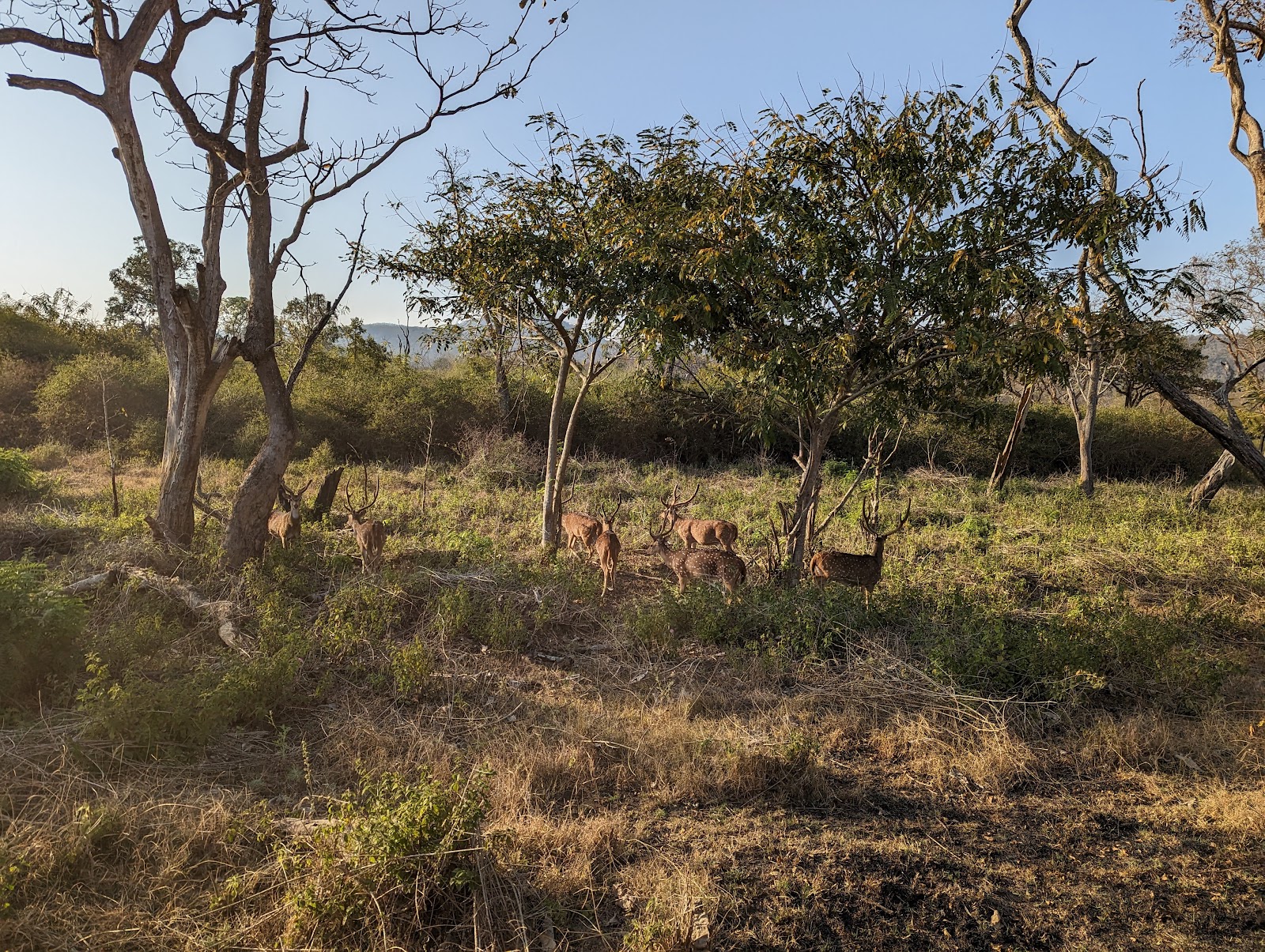 Bandipur National Park