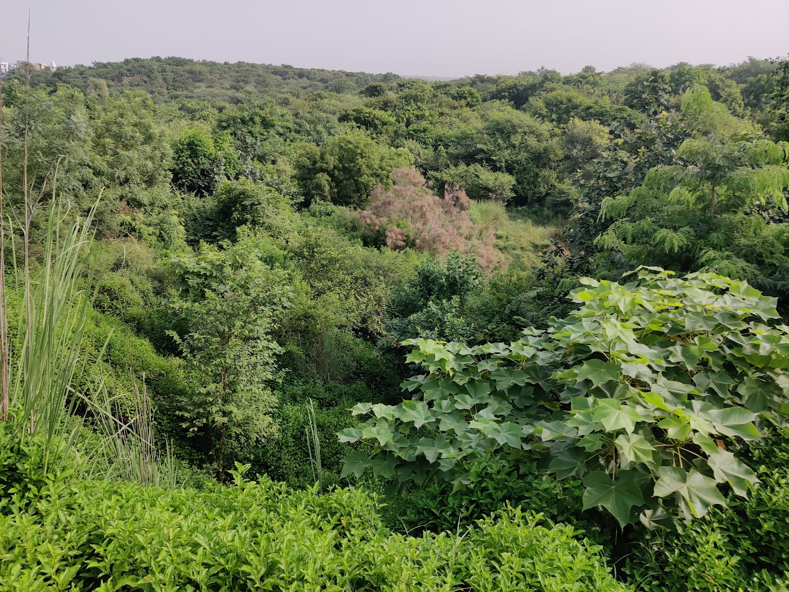 Aravalli Biodiversity Park